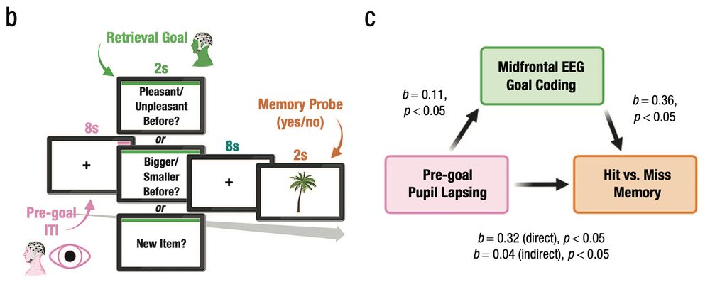 The schematic of the goal-directed memory-retrieval task used in Madore et al. (2020) shows (b) that pre-goal lapsing was measured using EEG posterior alpha power and pupil size in the last 1 s of the ITI, whereas goal-coding strength was measured using a retrieval goal-cue-locked ERP extracted from a midfrontal cluster of electrodes. In (c) the 1 second prior to the onset of the retrieval goal cue, pupil size (and posterior alpha power; not shown) significantly correlated with retrieval success, and midfrontal EEG goal-coding strength partially mediated this effect (n = 75; Madore et al., 2020).