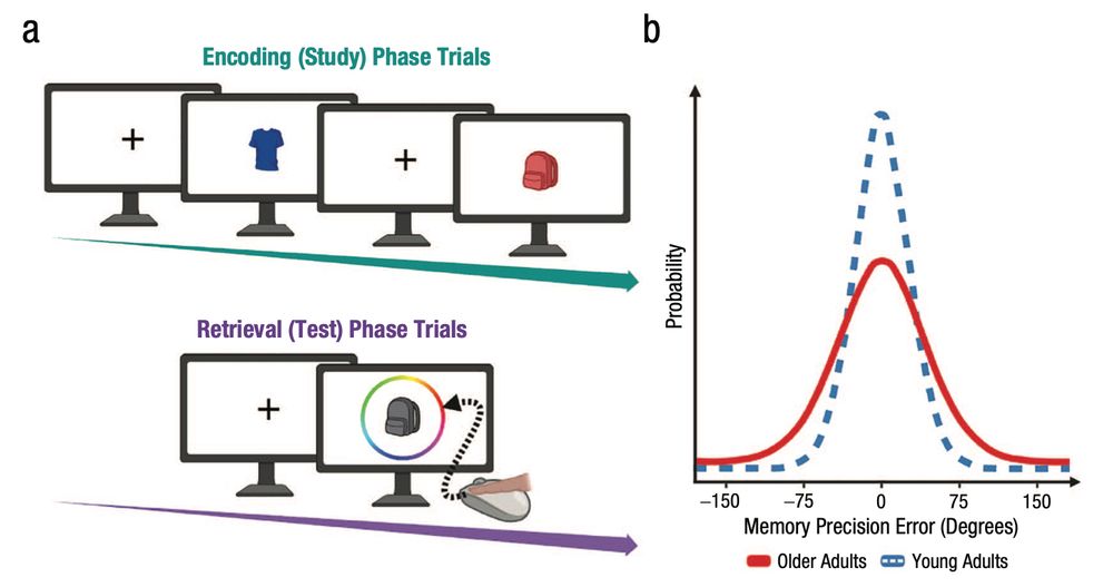 Example episodic memory precision task. Participants encounter (a, top) objects shaded in one of 360 possible colors. Participants then encounter (a, bottom) a grayscale version of previously encountered objects and indicate their memory for the color of the object by clicking the corresponding color on the wheel. Illustrative distributions of (b) memory precision errors are mapped from the circular space to the linear space of −180 to +180. Here, young adults (blue dashed line) are schematized to demonstrate higher memory precision than older adults (solid red line).