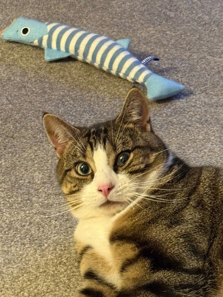 Teddy looks mildly perplexed