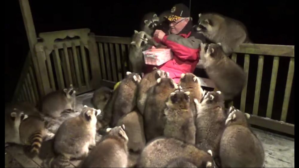 Watch a Canadian Man Hand Feed Hot Dogs to 25 Wild Raccoons