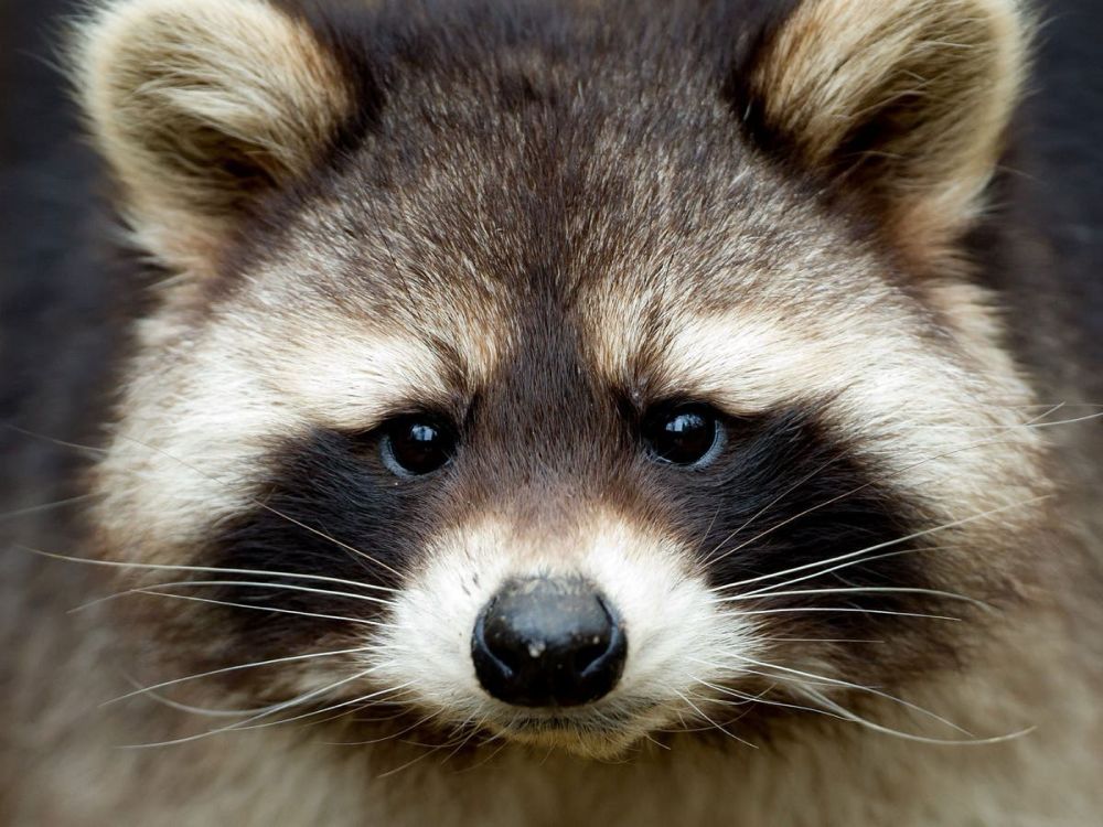 Gang of raccoons ‘attack’ journalists working at White House