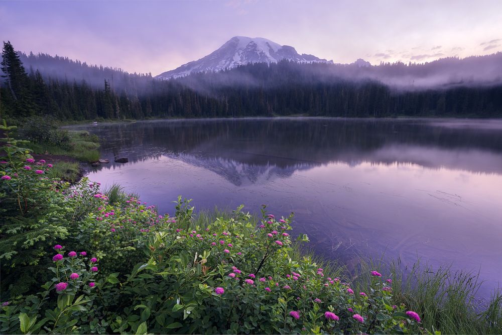Early morning scene between blue hour and golden hour with pink and purple flowers in the foreground curving around a lake in the mid ground with Mount Rainier emerging from the clouds in the background.