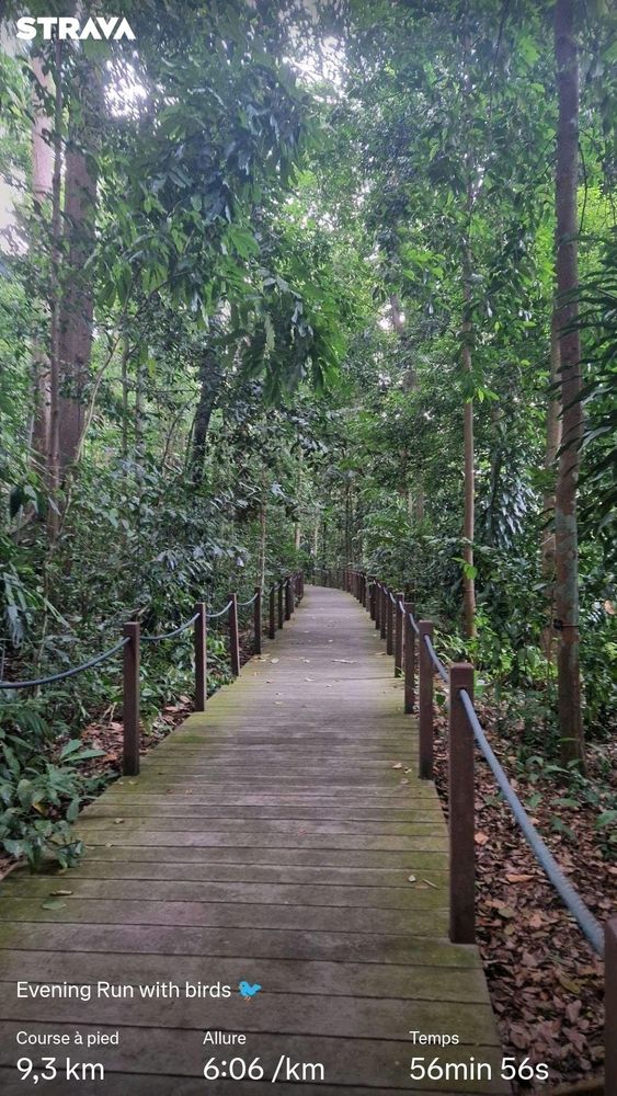Nothing much to see here, but a wooden path across a rainforest. Oh and I also ran on this path, while listening to the loud Mynas, about 9km in total