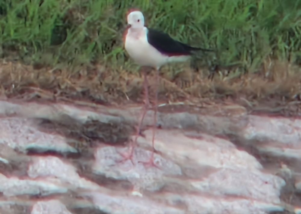 Black-winged Stilt walking on the side of a drain with a grass patch in the background. Blurred photo taken through binoculars and airport windows. 