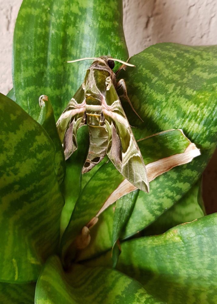 A massive velvety hawkmoth with a paintlike camo pattern in green and pale pink, perched on green leaves. 