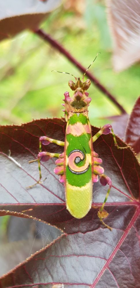 Spiny Flower Mantis perched on a Jathropa leave, seen here from behind with a distinct pink spiral pattern in the middle of its green wings. The wings look like a surf board work on its back. Western Region, Ghana, 2020