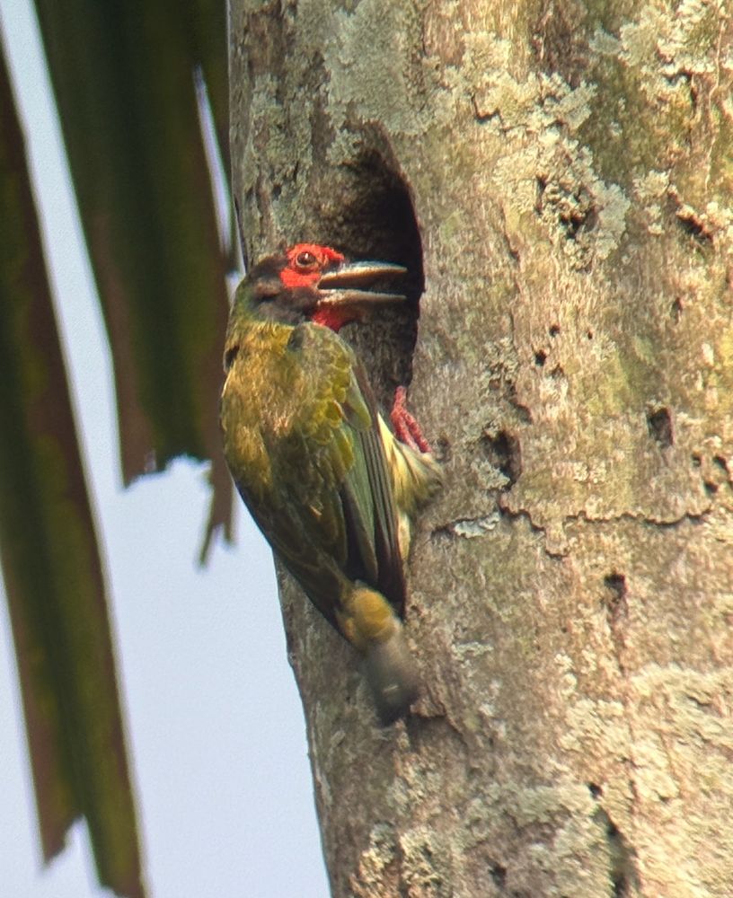 Barbet perched on a birdhole on a palm-tree trunk, bill is open, ready for action. Location : Bogor, Indonesia 