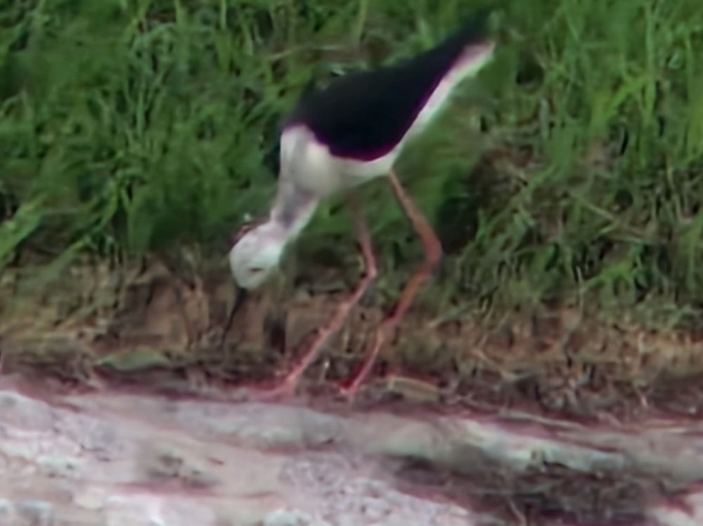 Same stilt, in feeding action, probably looking for snails or slugs in the grass. 