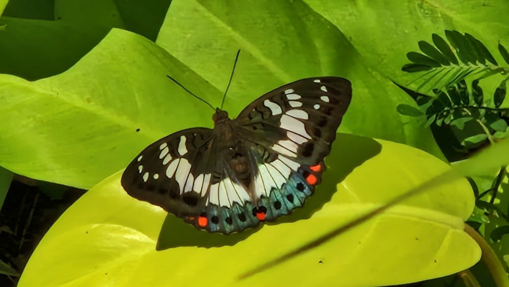 Photo of a highly contrasted butterfly on a large green leaf. Butterfly displays large patches of glossy dark green and white, and smaller patches of glossy blue and bright red.
Taken on Java Island.