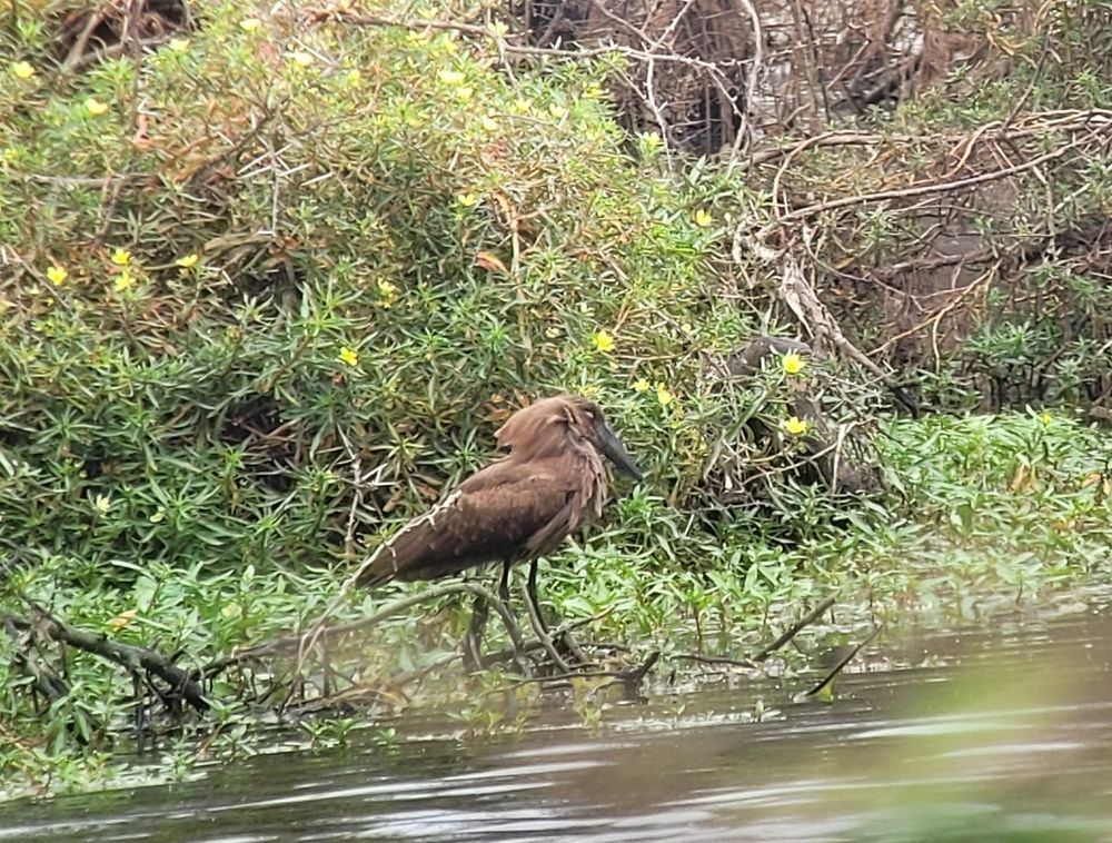 Hamerkop standing on the verge of a pond, head in shoulders, with dense bushy vegetation in the background. Limpopo, South Africa, 2023