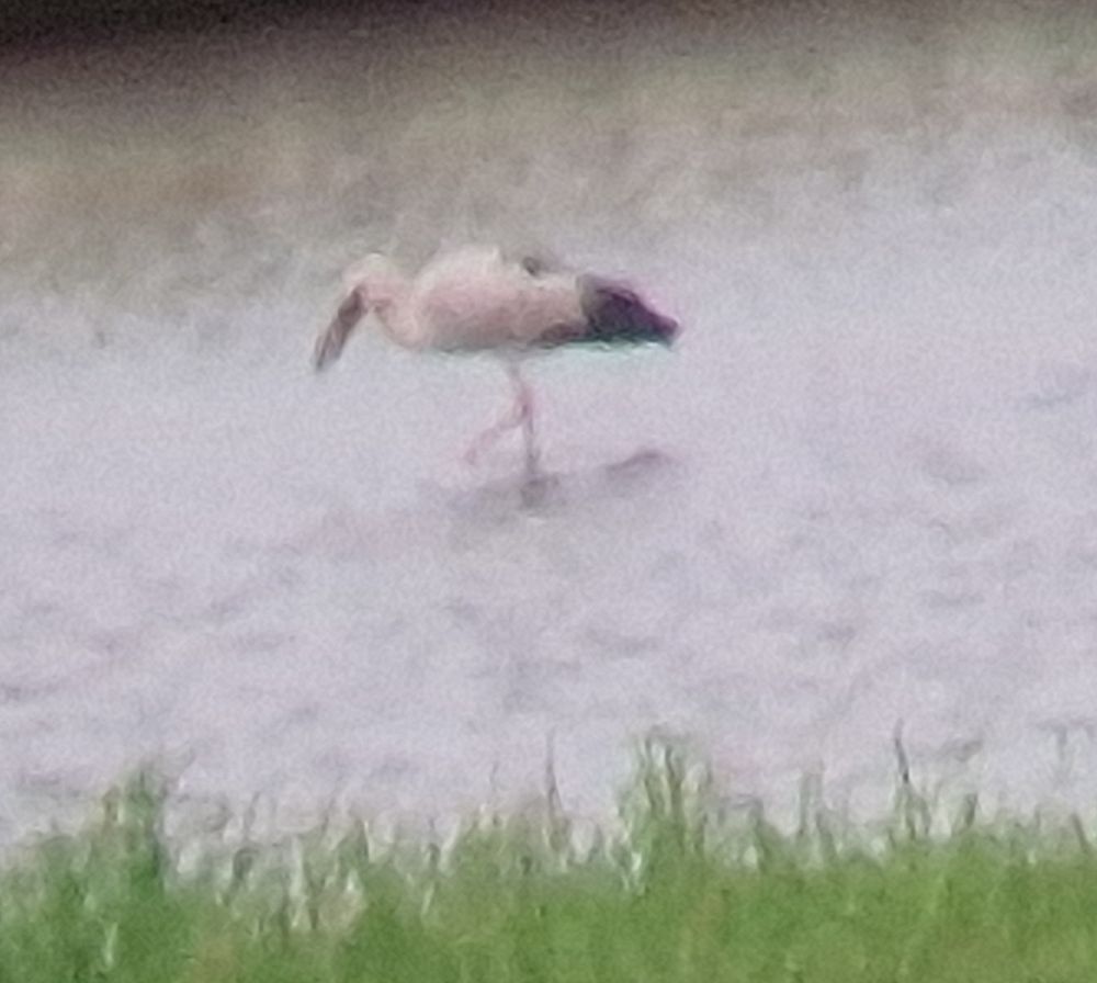Asian Openbill feeding in a waterdrain with a grass patch in the foreground, next to taxiway. Blurred photo taken through binoculars and airport windows. 