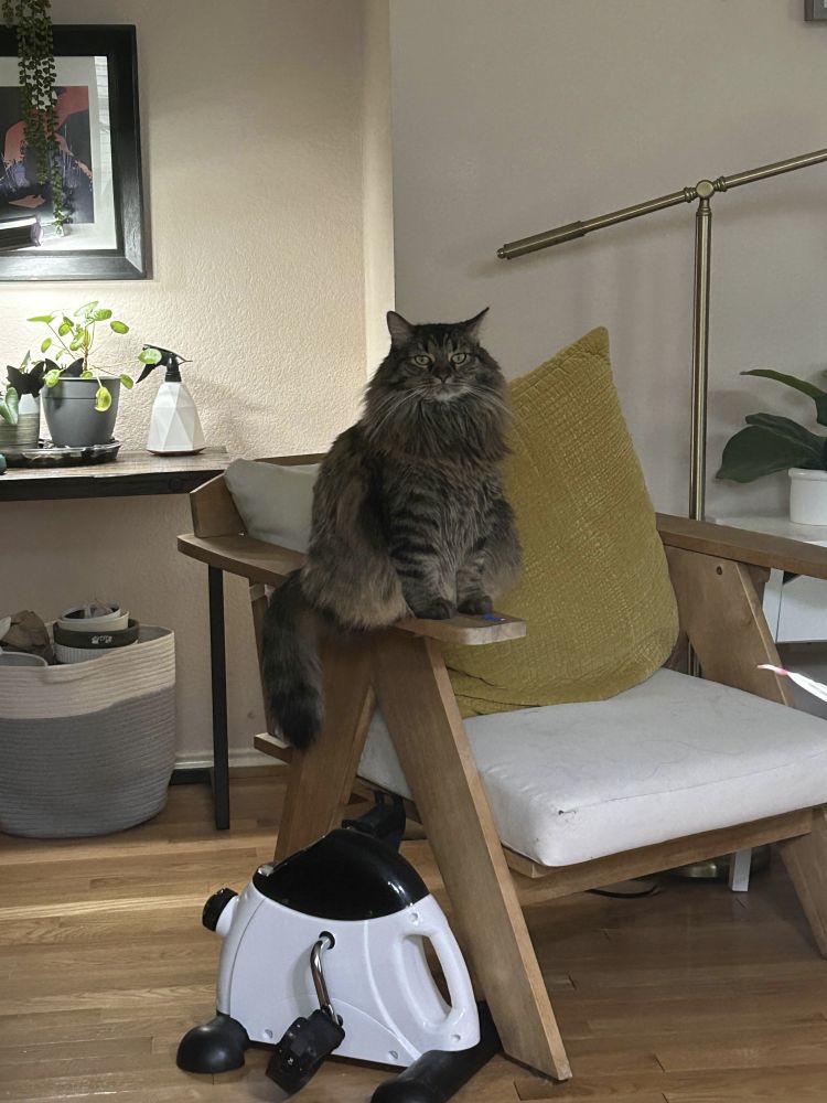 a very fat cat sits on the arm of a chair and stares judgmentally at the camera
