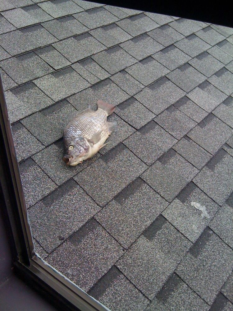 fish on roof