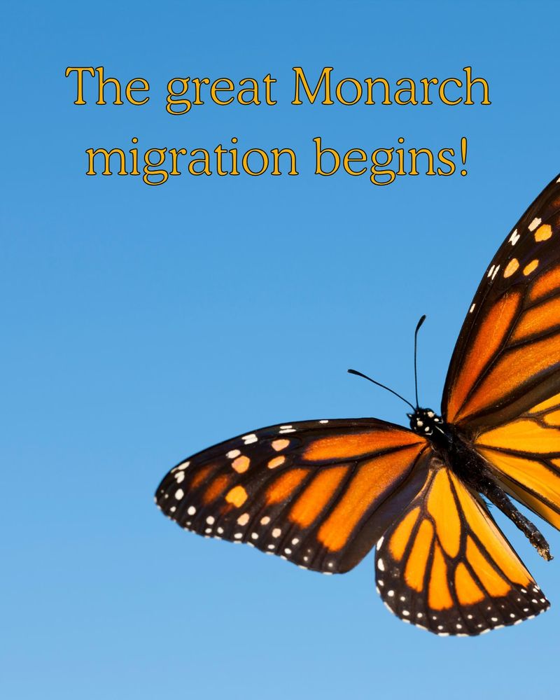 Blue background with a large orange and black patterned monarch butterfly coming off the right side of the image. Text over the top reads: The great monarch migration begins!