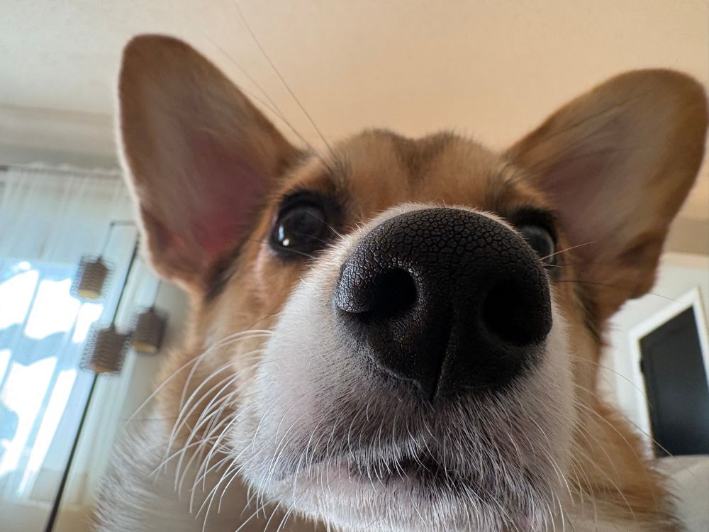 A closeup shot of Sadie the corgi's face.