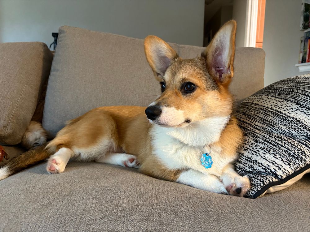 Sadie the corgi lounging on the couch, knowing she doesn't need to go to work today. Or ever, really.