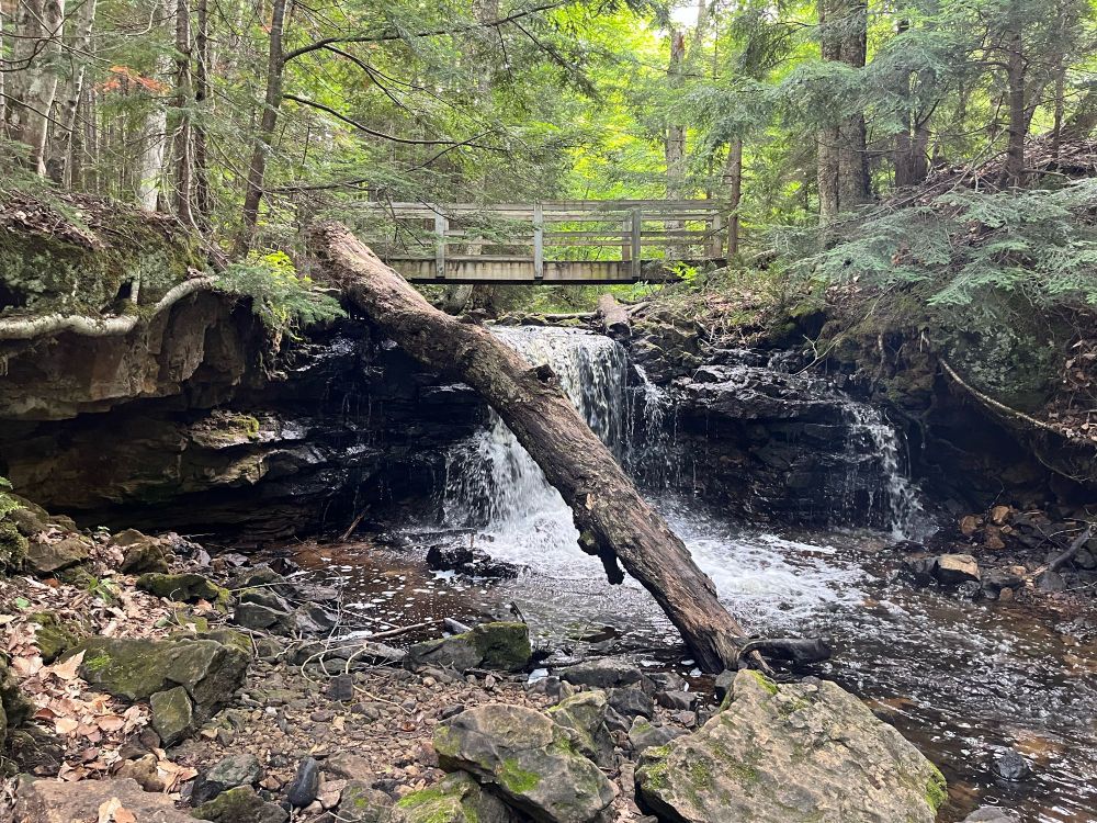 A wooden bridge crossing over a stream that runs through a coniferous forest, with a waterfall in the foreground.