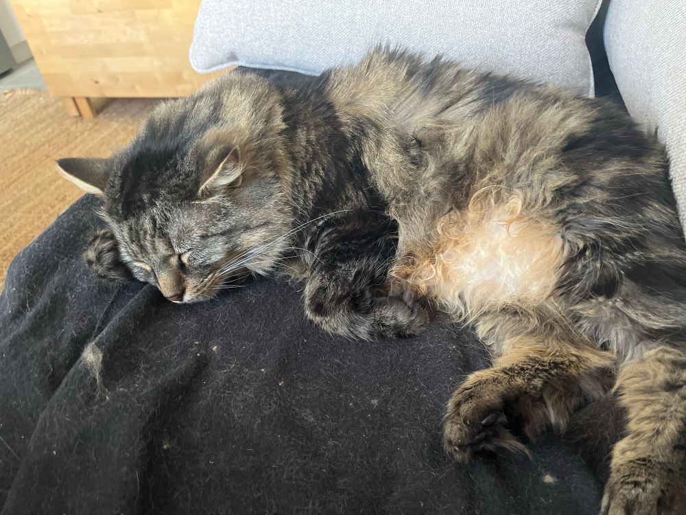 Chat qui dors sur un canapé. 