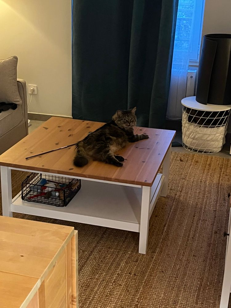 Chat sur table, qui essaye de justifier ces droits à rester dessus. 