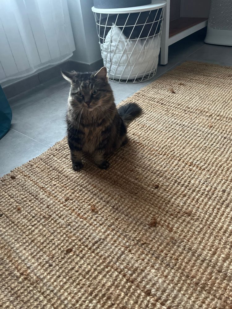 Chat qui attend désespérément une ration supplémentaire de nourriture et feint de s’intéresser à l’humaine, tout en fixant le distributeur de croquettes. 
