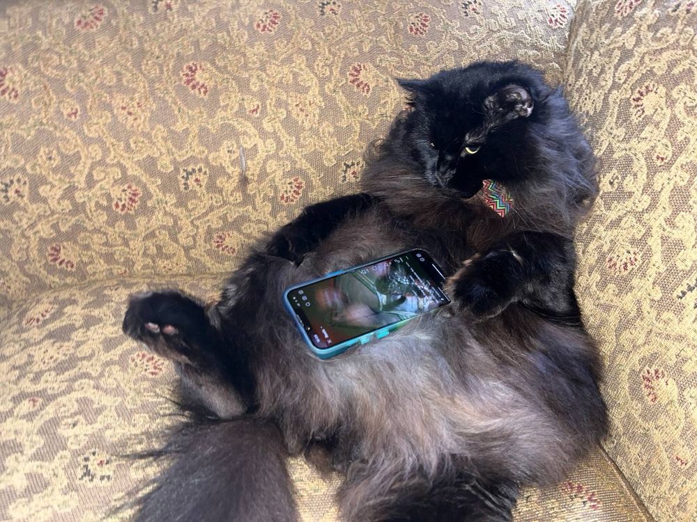 Image of a fluffy black cat wearing a bow tie, sitting semi-upright on a sofa with a phone on his belly. He is looking vaguely at it.
