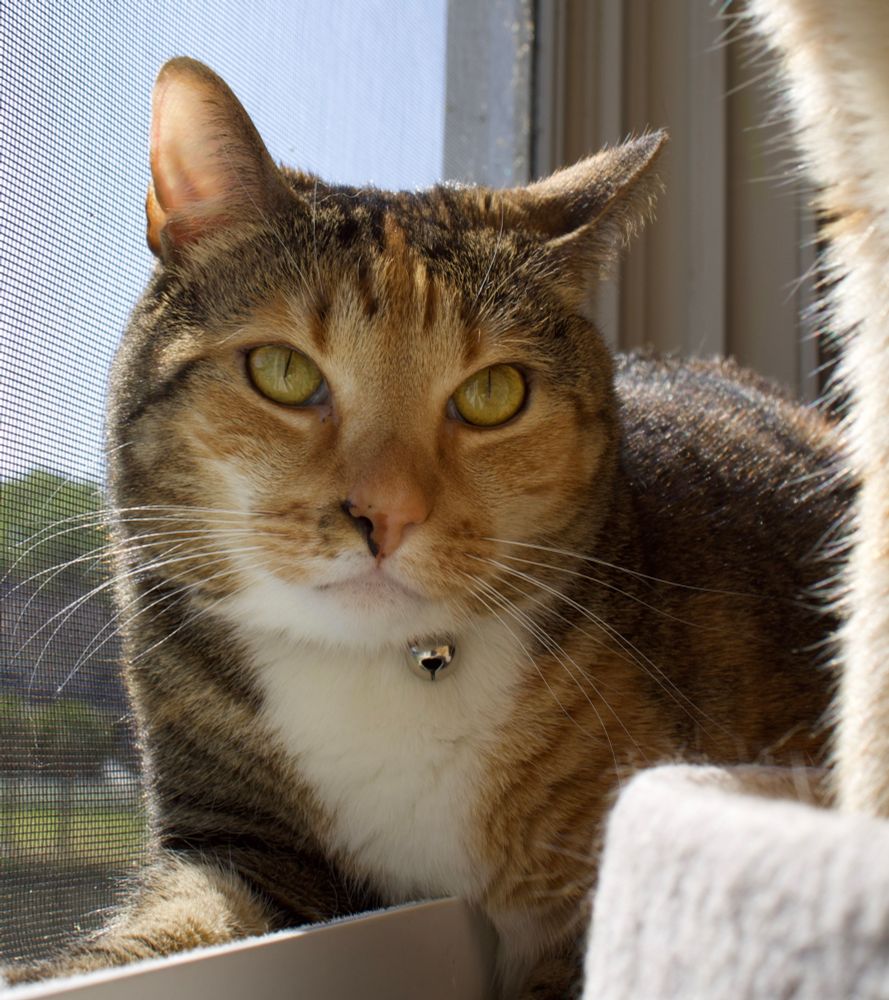 a photo of my little girl, Aurora. she’s a calico, and is fully of mystery and playfulness.