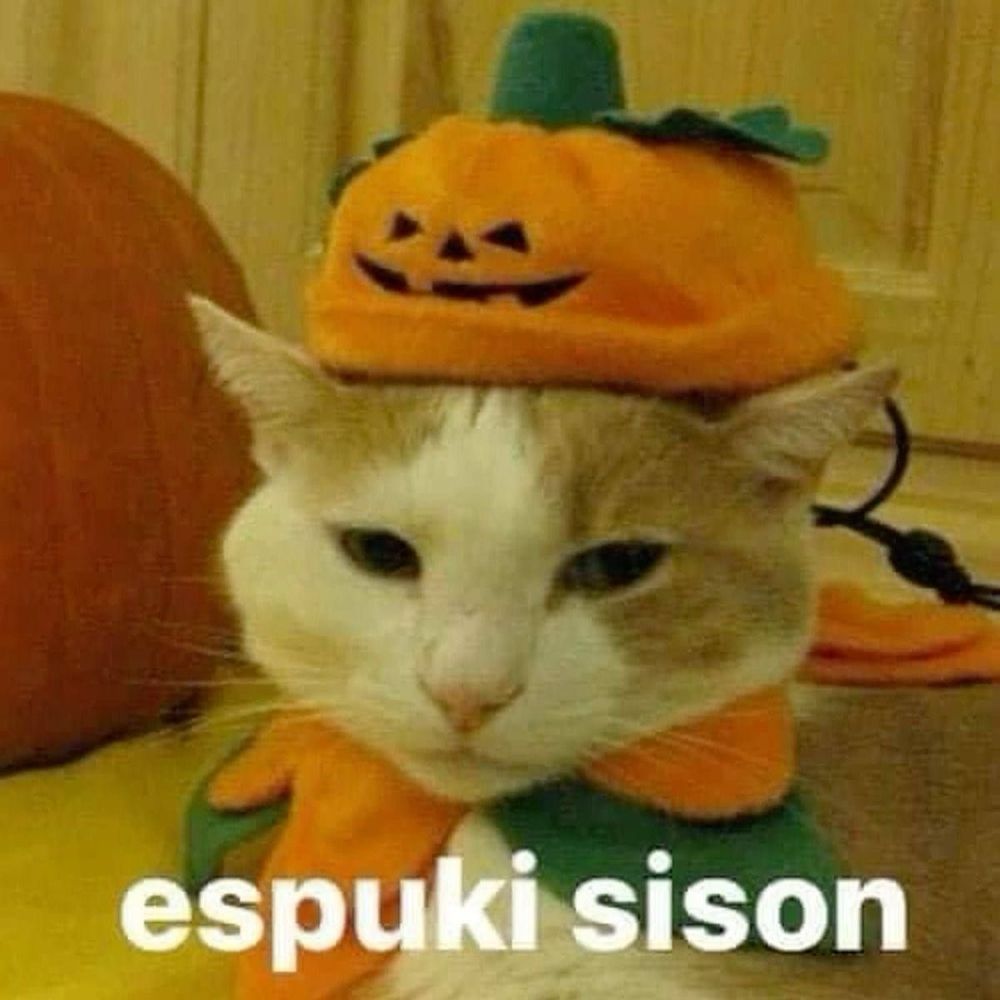 a cute cat dressed as a pumpkin. text on image reads “espuki sison”. (spooky season)