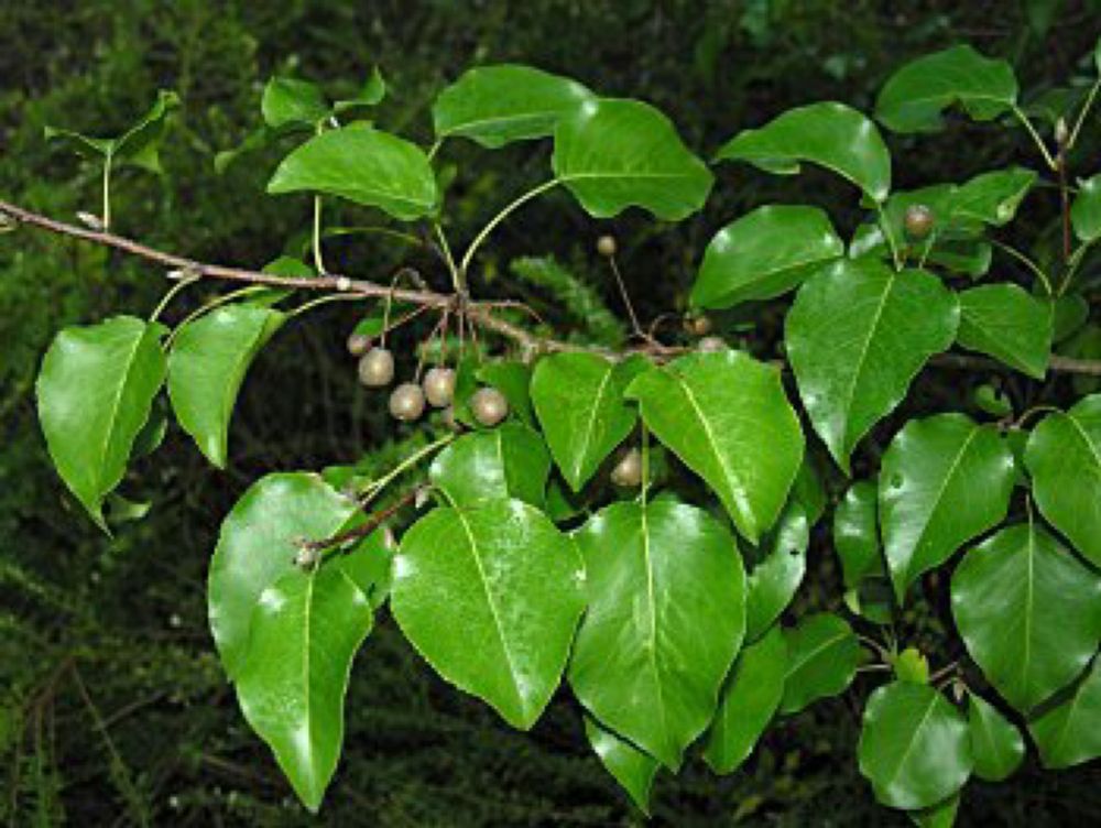 NPS Cumberland Piedmont Network Invasive Species