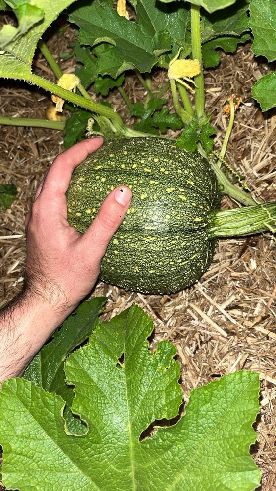 Small (still growing!) green pumpkin in a garden bed