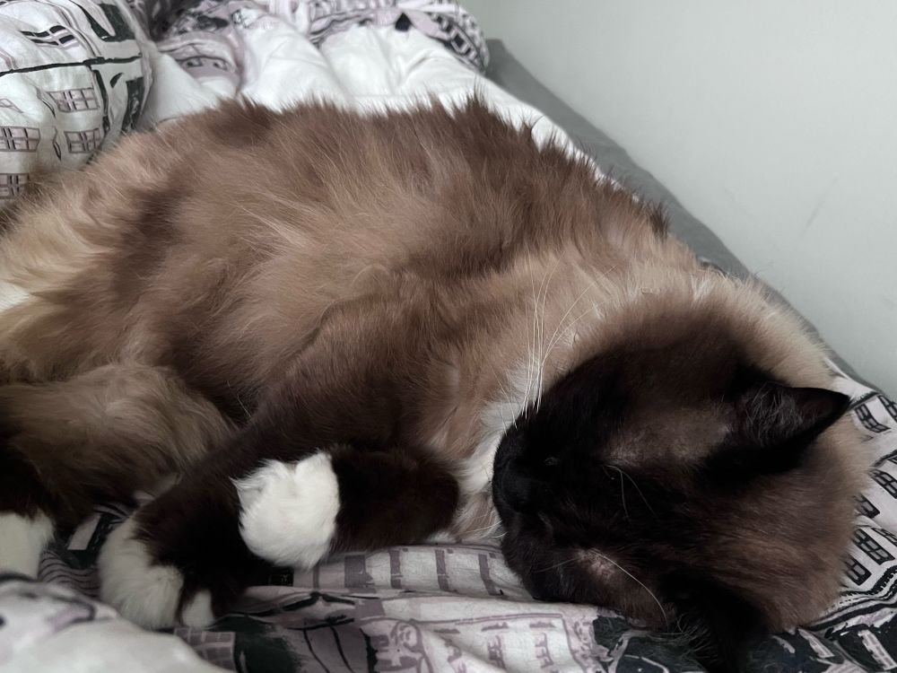 cutest cat in the world having a well earned rest after a long day