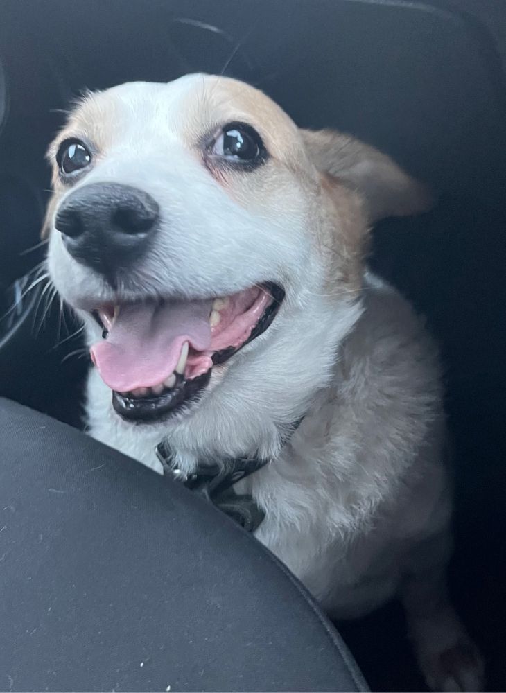 Picture of a small white and brown Jack Russell mix, sitting in the footwell of a car with his mouth wide open and tongue out.