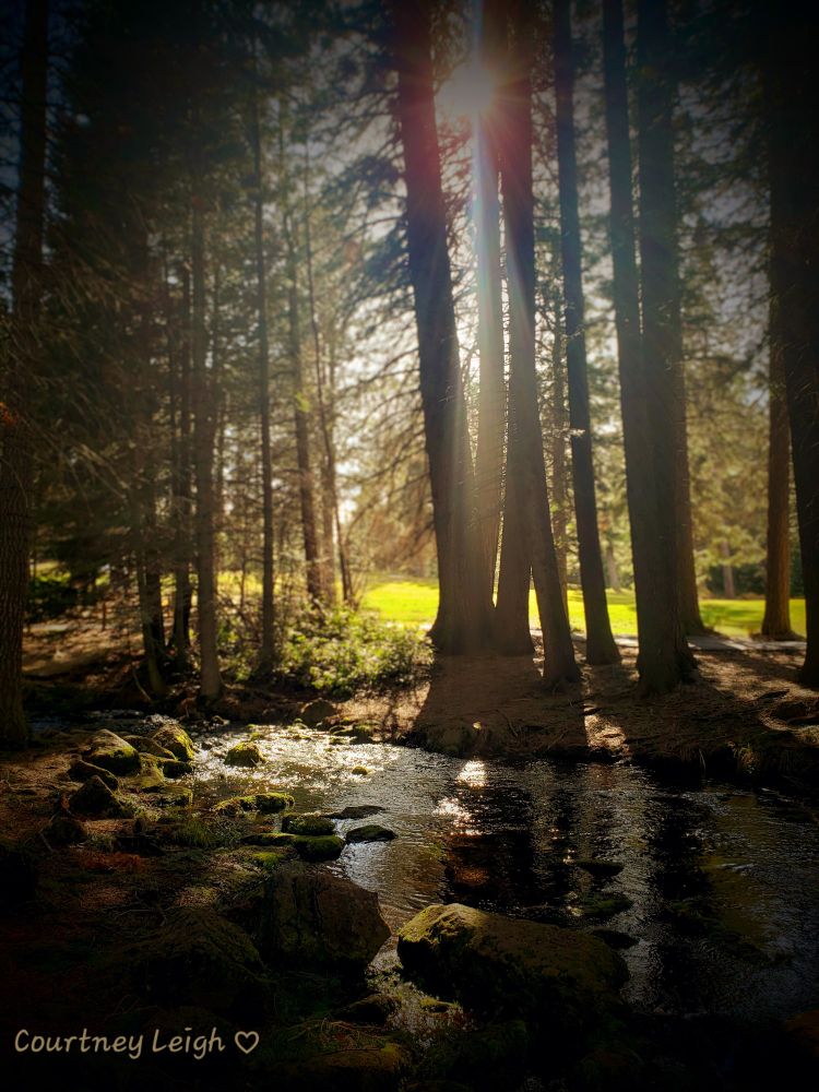 A small rocky creek runs along a bunch of tall trees, the sun shining behind them. The moss covered rocks along the creekside are catching the glow of the sun. 