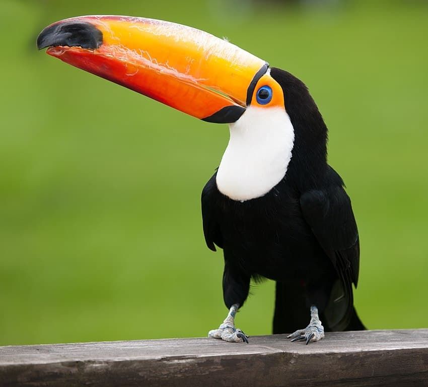 Side view of a huge toucan bird bill.