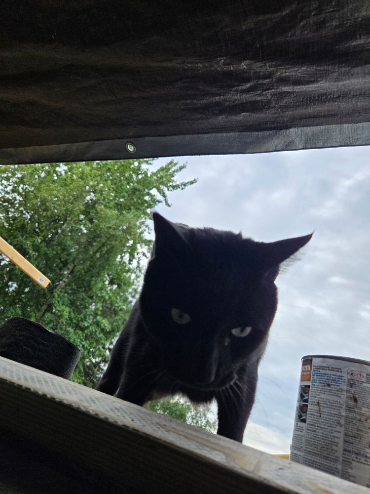 Upward shot of a black cat with green eyes peering over the roof edge with roof repair materials around him.