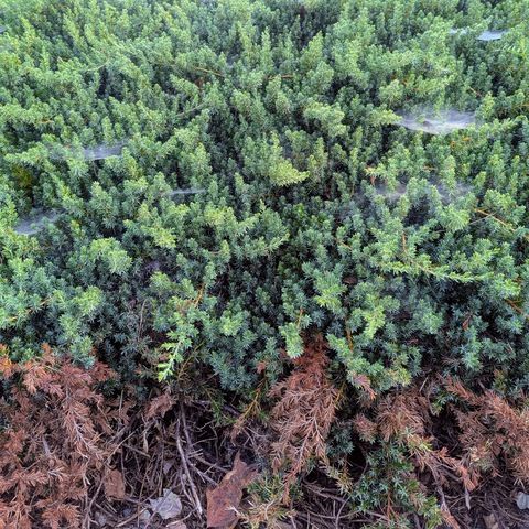 Dense evergreen ground cover fills the frame, its short, needle-like foliage forming a thick, textured carpet of varying shades of green. Several fine, silken spider webs are spread across the surface, nearly invisible except where they catch the light. Toward the bottom of the image, some of the needles are dry and brown, hinting at seasonal change or age. The foliage appears undisturbed, with the webs gently clinging between branches like morning mist.