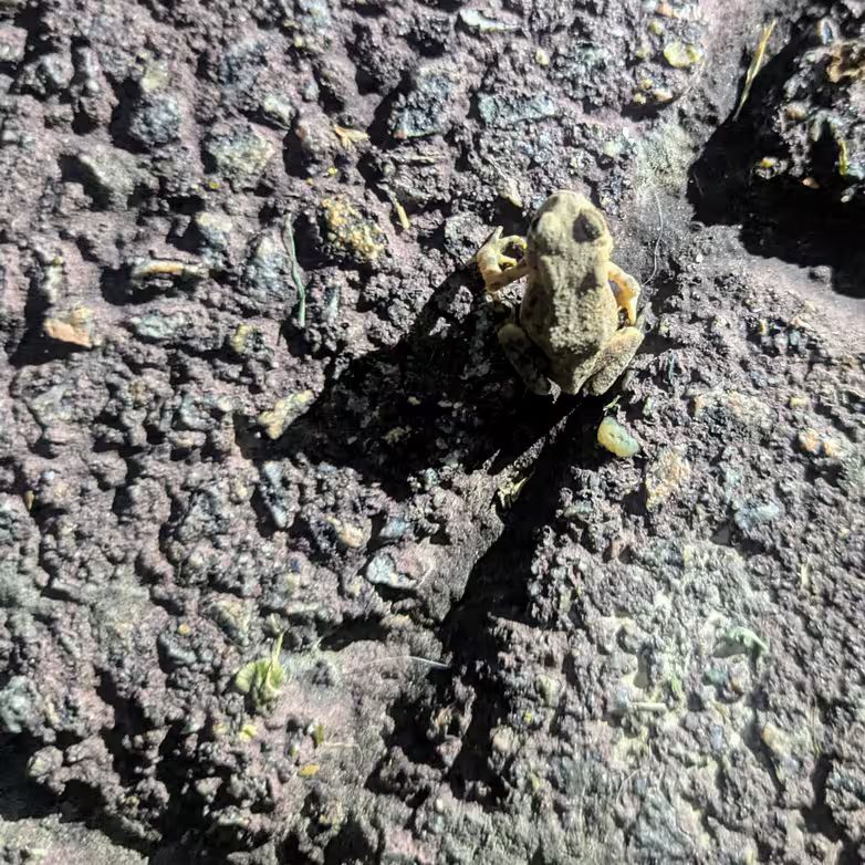 A small, light brown frog sits on a textured, purplish asphalt surface, partially casting a dark shadow to the left. The frog’s skin blends closely with the ground, and its body is oriented upward in the frame. The surface is rough and uneven, with patches of gravel and debris embedded in it. Harsh light accentuates the frog's contours and the deep crevices in the pavement. The frog's size, in comparison to the visible granules of the asphalt, suggests it's very young, just barely not a tadpole.