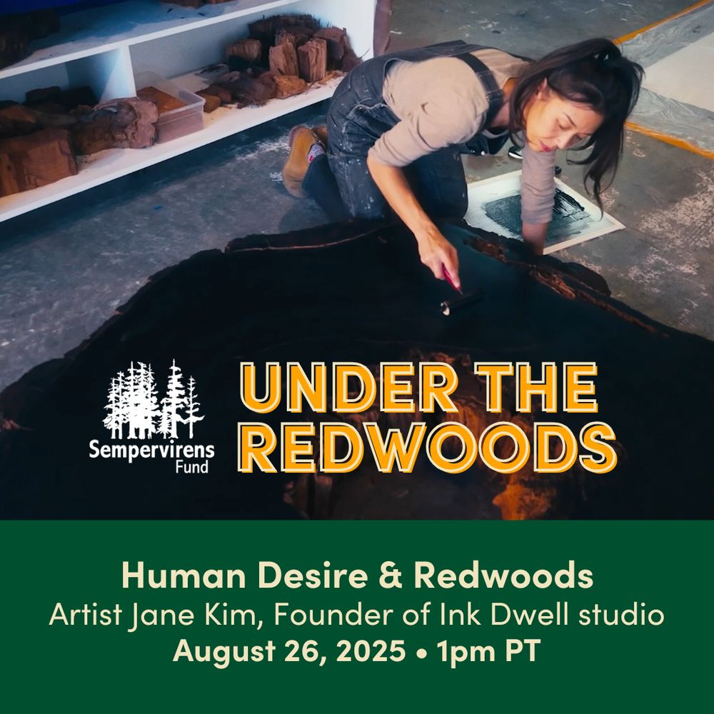 Artist Jane Kim, founder of Ink Dwell studio, works on a large canvas on the floor, part of the 'Under the Redwoods' event sponsored by Sempervirens Fund, scheduled for August 26, 2025.