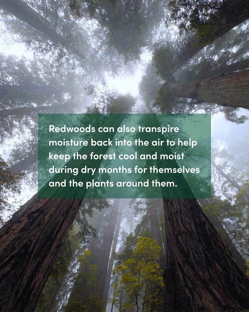 Image of a foggy redwood forest with towering trees, highlighting their role in maintaining cool and moist air. A caption describes how Redwoods help keep the forest and surrounding plants hydrated during dry months.