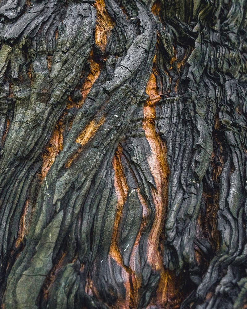 Closeup of scorched bark on the Candelabra Tree in Butano State Park.