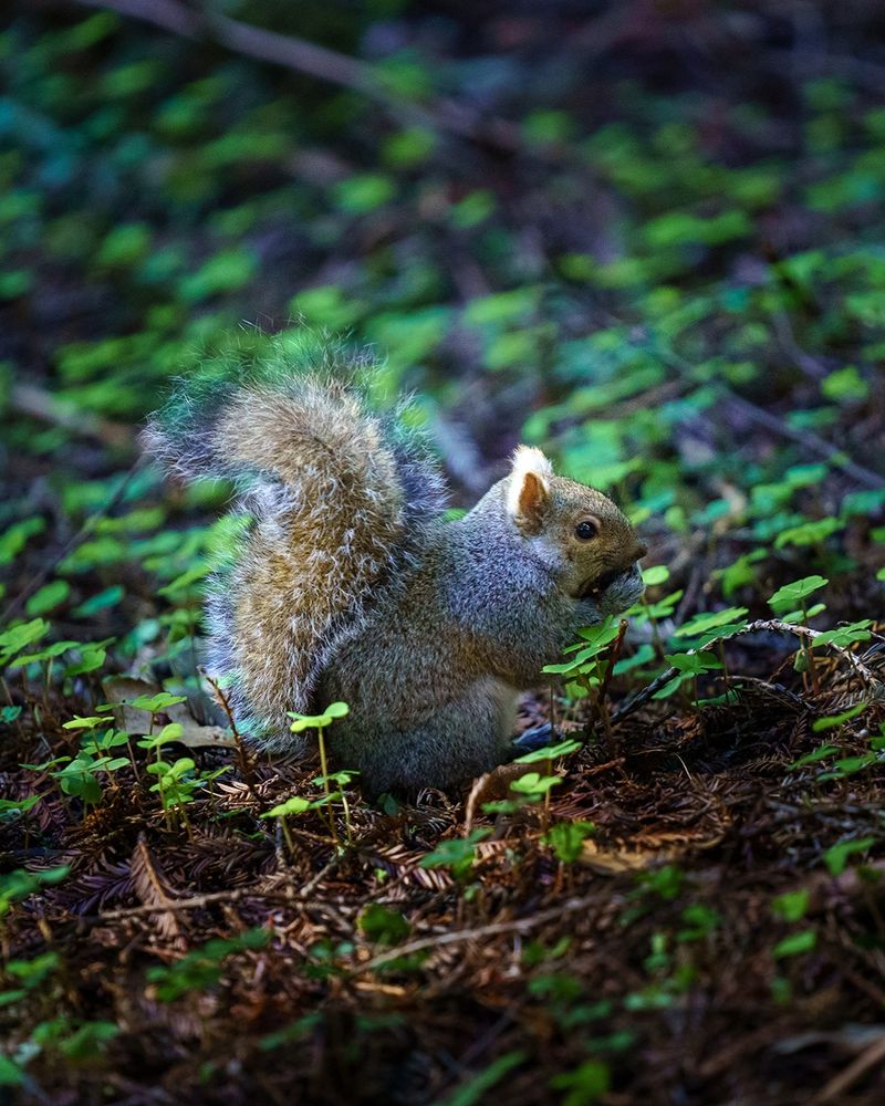 A squirrel sits on the forest floor holding a nut.