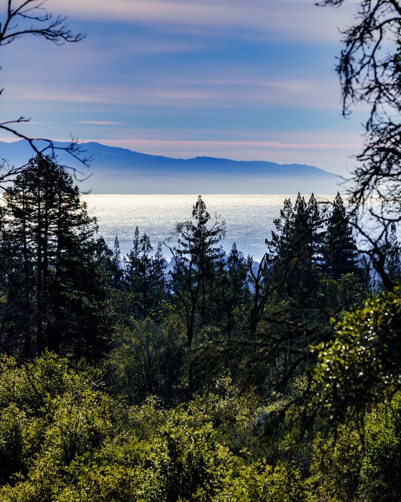 View over tree tops toward mountains and the ocean at sunset in the Santa Cruz Mountains.