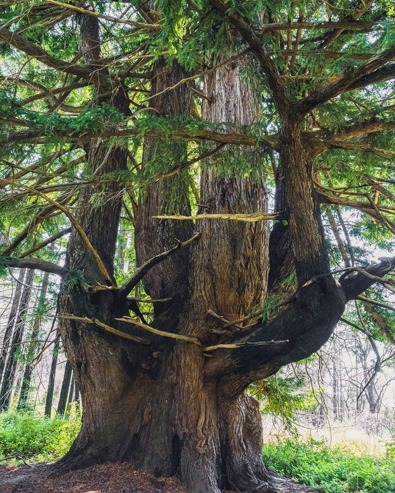 The Candelabra Tree in Butano State Park.