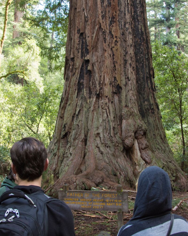 Two people viewing the "Father of the Forest" tree in Big Basin Redwoods State Park, focusing on a large, ancient redwood with an informational sign. Photo: Michael Kahn