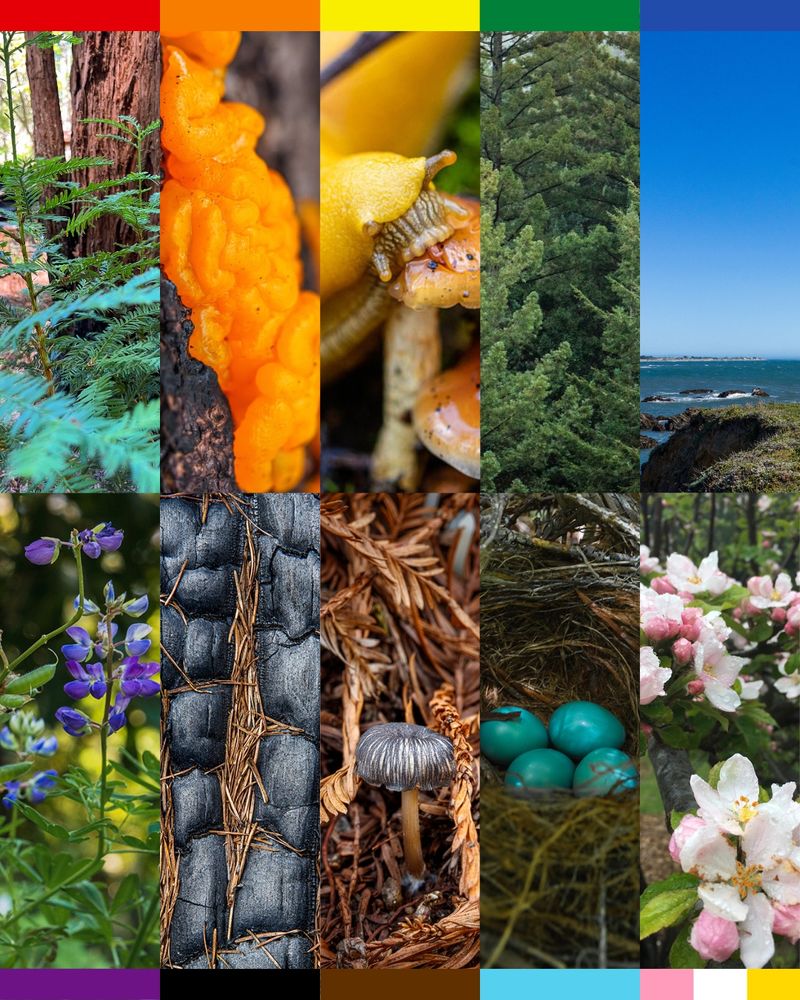 Collage of nature-themed images showcasing diverse ecosystems and species in the colors of the Pride flag, including a sequoia forest, colorful fungi, coastal scenery, flowers, and a bird's nest with eggs.

📸 Photo Credits: 
Red (Redwood) - Amanda Krauss
Orange (Fungi) - Orenda Randuch
Yellow (Banana Slug) - Ian Bornarth
Green - (Redwoods in Fog) - Ian Bornarth
Blue - (Año Nuevo State Park) - Orenda Randuch
Purple - (Broadleaf Lupine) - Orenda Randuch
Black - (Bark after CZU Lightning Complex fire) - Ian Bornarth
Brown - (Fungi in San Vicente Redwoods) - Ian Bornarth
Baby Blue - (Eggs in a Nest in Castle Rock State Park) - Orenda Randuch
White, Pink, Yellow - (Flowers in Castle Rock State Park) - Russ Ferretti-Hoyle