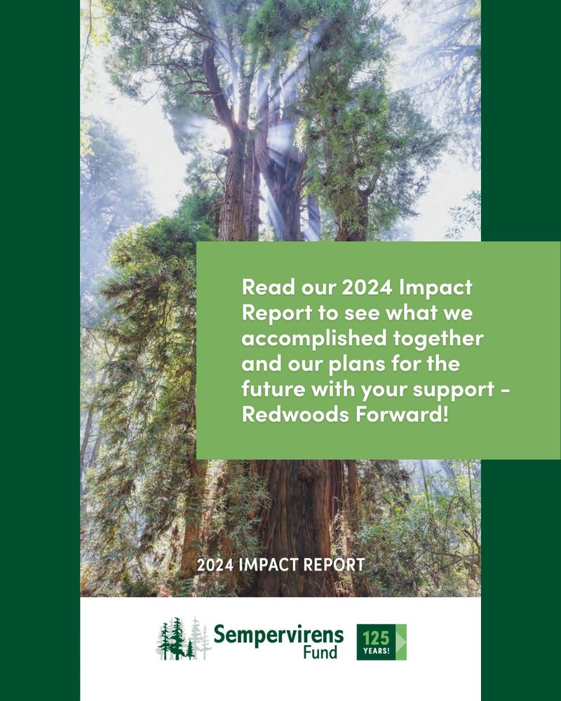 Image of the cover of Sempervirens Fund's 2024 Impact Report featuring a backdrop of towering redwood trees. Text invites readers to review accomplishments and future plans with the tagline 'Redwoods Forward!' The Sempervirens Fund logo and '125 Years' anniversary mark are displayed at the bottom.
