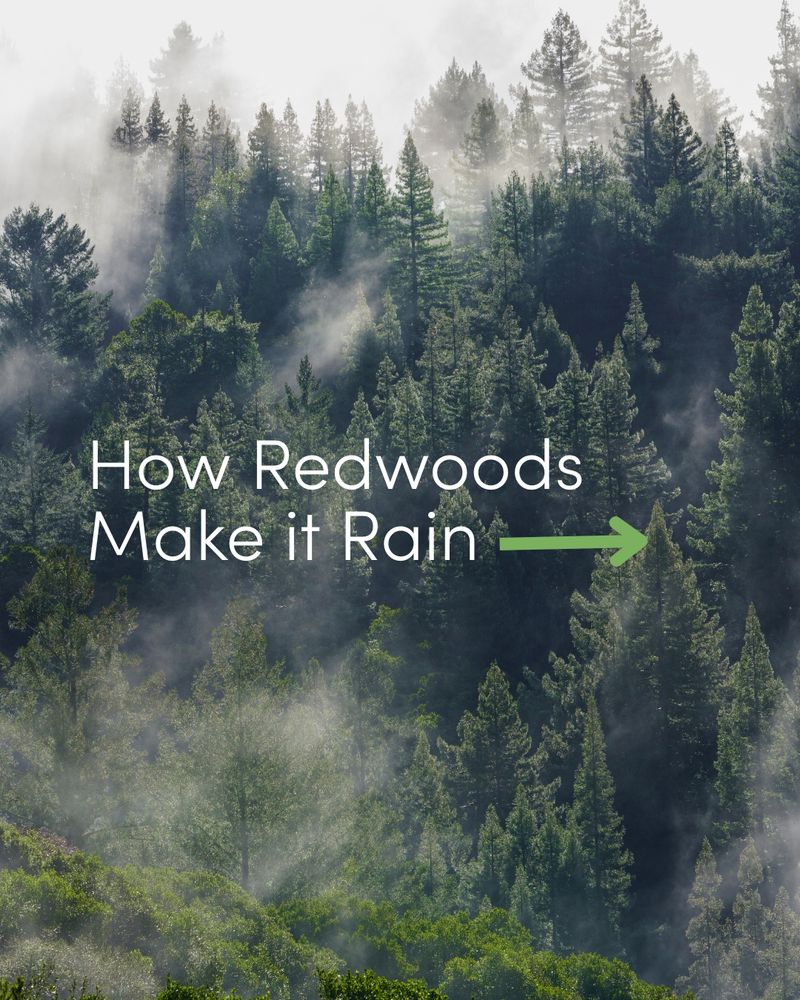Image featuring a misty forest of Redwood trees with text overlay that reads 'How Redwoods Make it Rain'.