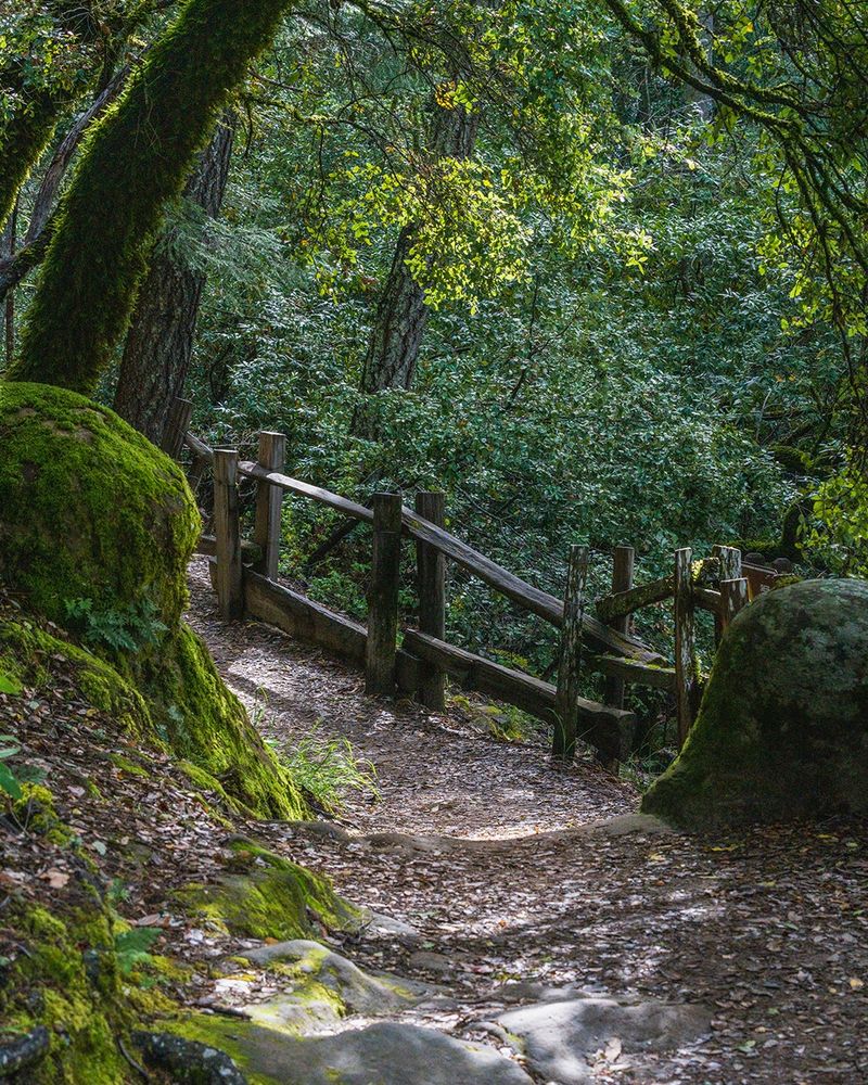 Photo ID: A serene walking path in Castle Rock State Park adorned with lush green moss, featuring a wooden fence bordering the trail, leading through dense forest.
📸 Orenda Randuch