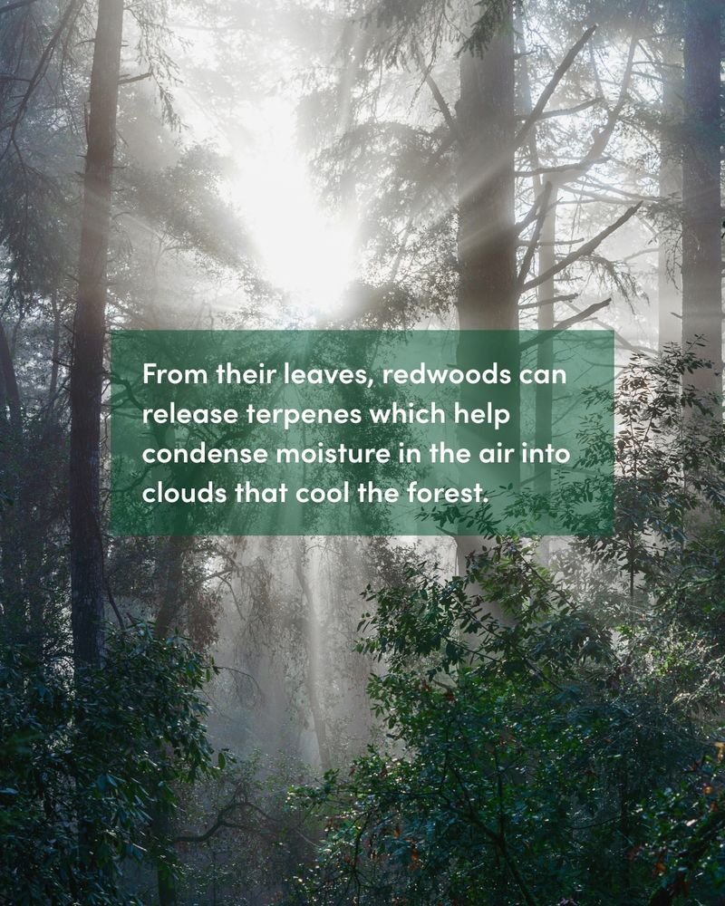 Sunlight streaming through the mist in a dense redwood forest with an overlay text about redwoods condensing moisture into clouds.