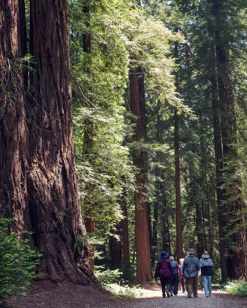 People walking along a sunlit trail in Henry Cowell Redwoods State Park.