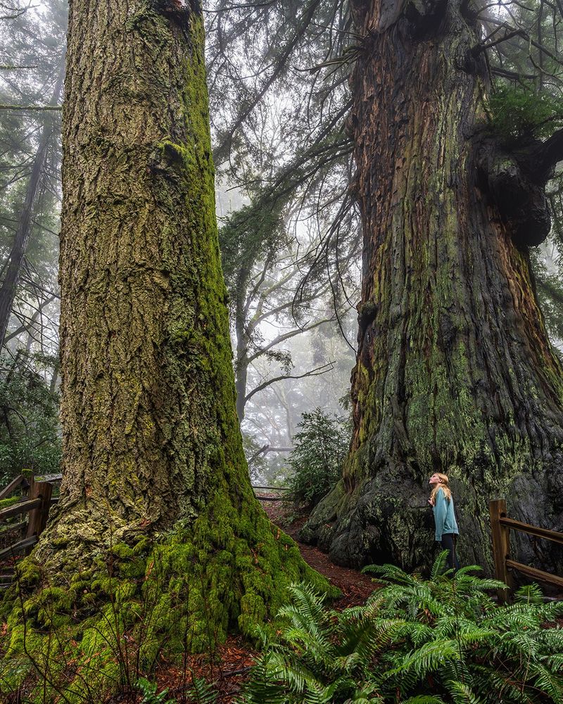 Person standing by the Methuselah Tree in the Santa Cruz Mountains, surrounded by lush ferns and forestry.